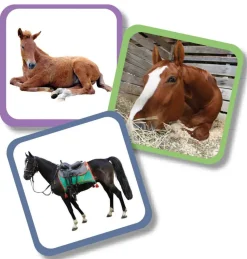 Aktivitetskuffert - Hestene I Stalden