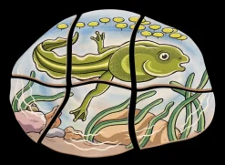 Lag Puslespil - Froens Livscyklus