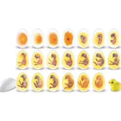 Livscyklus - Fra Befrugtning Til Kylling