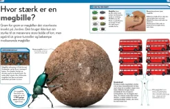 Lort! Skidesjove Fakta Om At Lave Stort