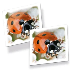 Vendespil - Insekter