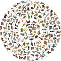 Vildkatten - Animals